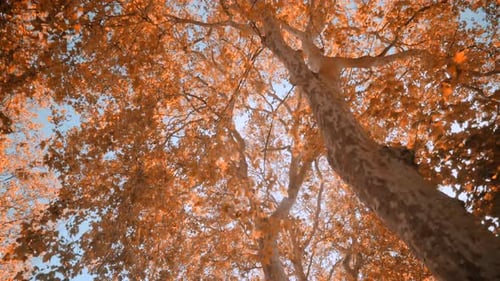 Looking up on forest trees, beautiful sun rays through tops of trees, sun shines through foliage on