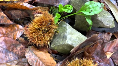 Autumn Season In A Wood Of Chestnut Trees in Spain, Harvest Time. Slow Motion close up