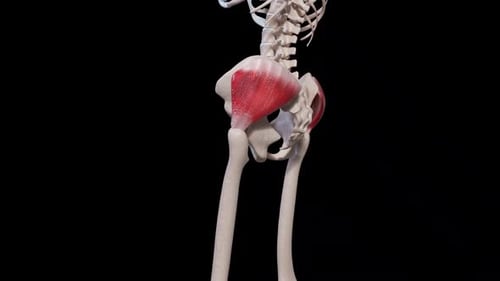 Gluteus Medius Muscle Movement