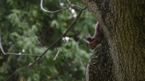 Squirrel Resting on Tree in Natural Environment