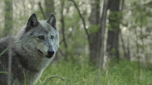 Alert Gray Wolf Standing in Forest Grass