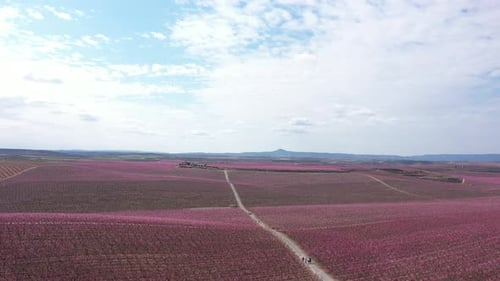 Blossoming peach tree in spring