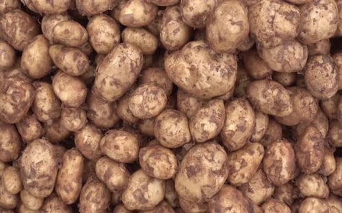 Lots of potato sell in open market.