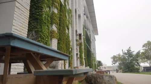 slow revealing shot of green vines growing up the side of a building