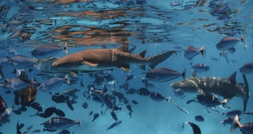 Nurse Sharks Underwater in Tropical Blue Sea Group of Fish and Sharks in Transparent Ocean