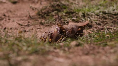 Wasps Devouring Dead Fish on Rural Ground