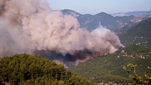 Fire in a Tropical Forest