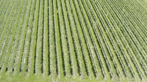 viñedo verde