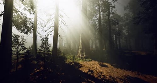 Sunlight Filtering Through Trees in a Misty Forest During Early Morning Hours