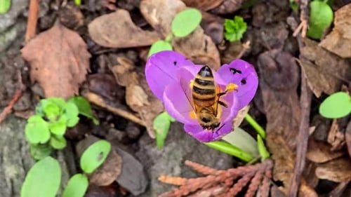 Bee picking pollen from crocus flower. Early spring
