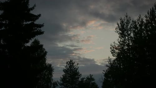 Silhouetted Trees under Colorful Sunset Sky