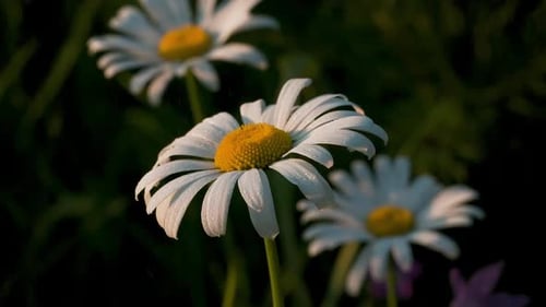 Wet Daisy Flowers in a Field During a Gentle Rain at Sunset