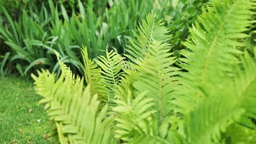 Hellgrüne Farnblätter, die im Garten wachsen