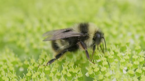 Bumblebee Collecting Pollen on a Green Flower