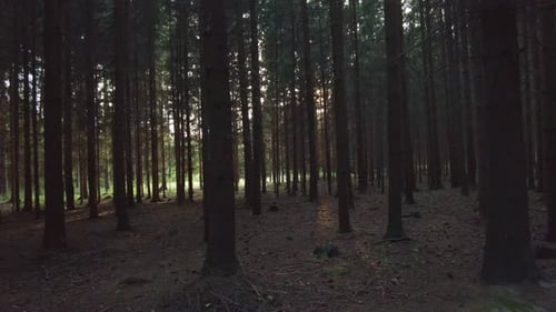 Slow passage through a dark and scary forest on a path with tall trees, Czech Republic