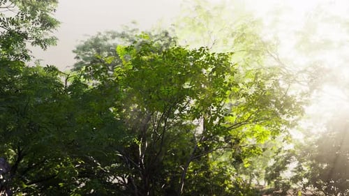 Sun Shines Through Trees in Tropical Forest