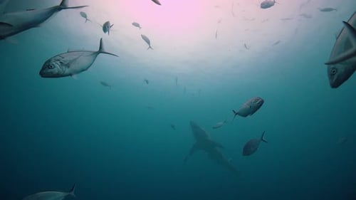 Great White Shark Carcharodon carcharias Neptune Islands South Australia 4k slow motion 50fps