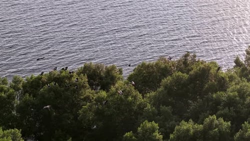 Aerial shot shows white egrets flying in formation over mangrove forest
