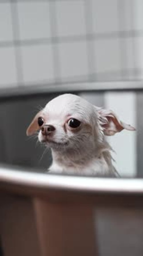 Little White Chihuahua Receives a Spa
