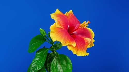 Yellow Red Hibiscus Open Its Flower in Time Lapse. Blooming Two Colored Plant Blossoms on a Blue
