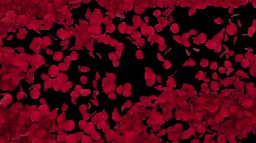 Roter Rosenübergang auf transparentem Alpha 4K