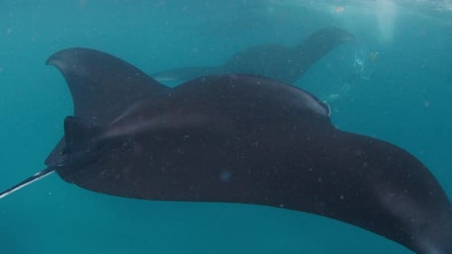 The Giant Oceanic Manta Ray Giant Manta Ray or Oceanic Manta Ray Mobula Birostris Swims in the Ocean