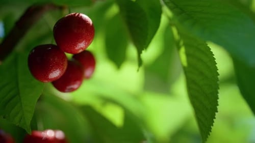 Tasty Red Cherry Fruit Bunch Hanging Tree Close Up. Closeup Wet Juicy