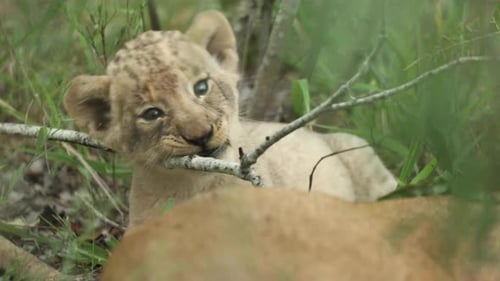 Medium close up of a tiny lion cub chewing on a branch, Greater Kruger.