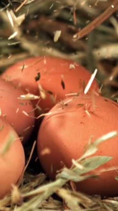 Hay Falls on Chicken Eggs Filmed on a Highspeed Camera at 1000 Fps