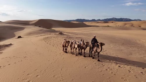 Caravane de chameaux