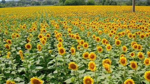 Large field of beautiful sunflowers in summer.