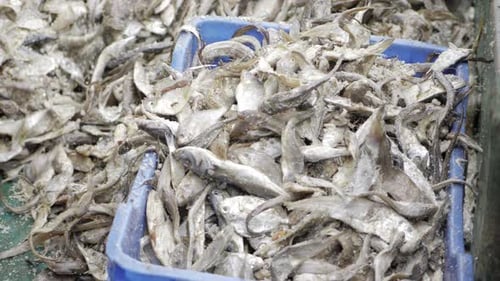 Fish Market - Fresh Seafood Delight