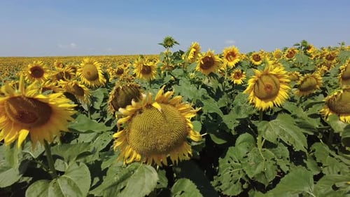 Sunflowers Field in Summer