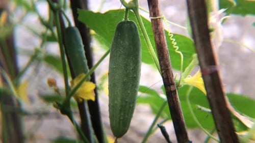 Organic cucumbers growing well in the vegetable garden ready to be harvested