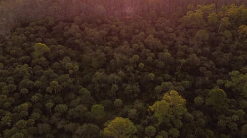 Vue aérienne matinale de Big Cypress Preserve
