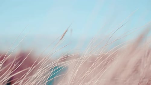 Dreamy wind breeze long grass beach pink stray sandy sand afternoon background calm relaxing flow wh