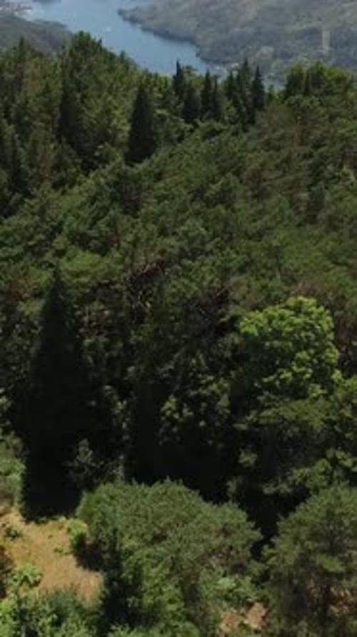 Vertikales Video Forest River