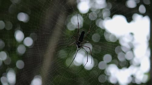Golden-orb web spider with long legs in its spider net under the shade of the trees in the jungle wa