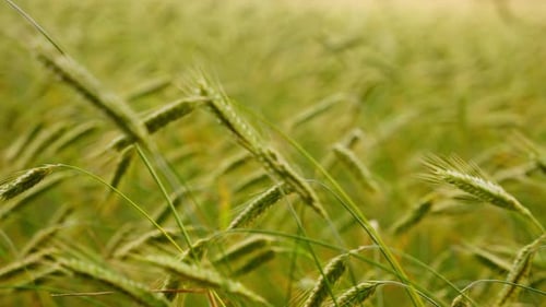 Agriculture. A barley cereal crop growing in a farmland field