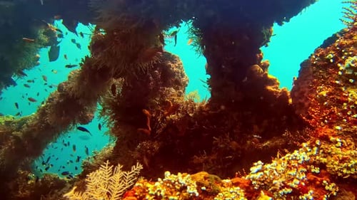 A vibrant natural reef school of tropical fish around a natural column underwater