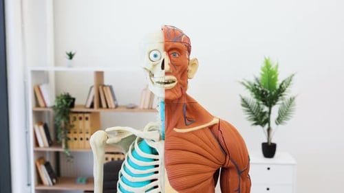 Female Muscular System Hologram, Elements Motion Graphics ft