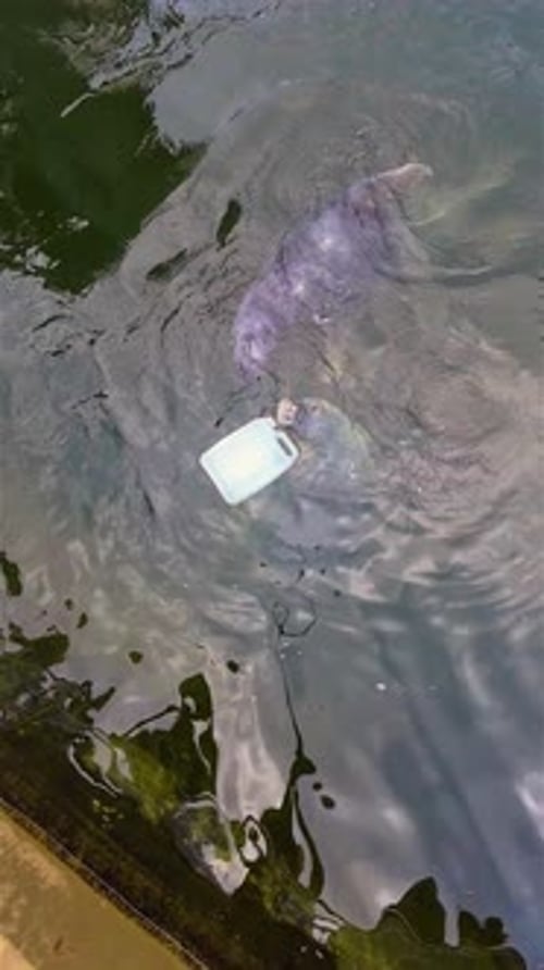 Foca-cinzenta come peixe em cativeiro para o programa de conservação Phoca Nerpa Grey ou Spotted Seal Nadando