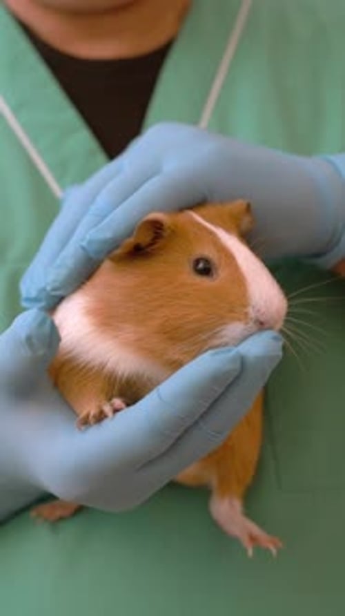 Médecin vétérinaire tenant un cobaye de compagnie dans une clinique sur fond blanc vide vétérinaire et animal de compagnie