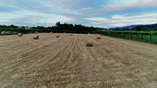 Hay Bales in Agriculture Field