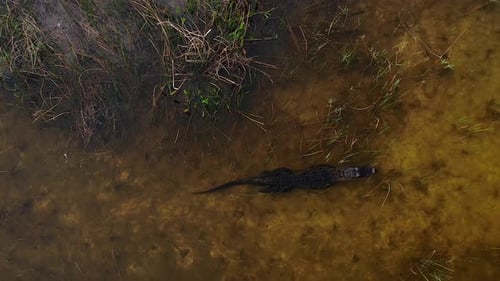 alligator swimming smoothly through the swamp overhead aerial follow