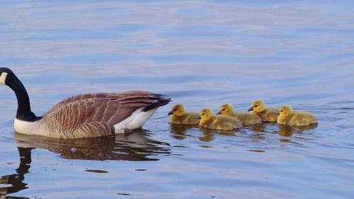 Goose and Goslings Swimming in Blue Water