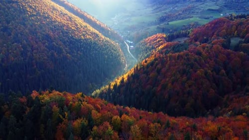 Aerial View From a Drone Autumn Trees in the Forest Coloured with Many Colours Hilly Rural Forest