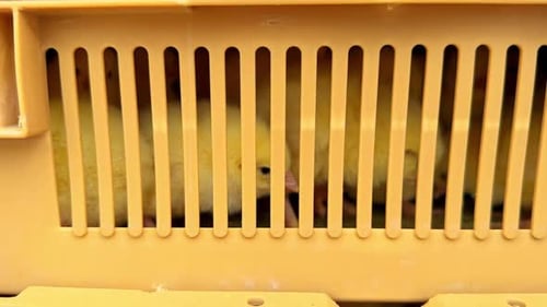 Chick
