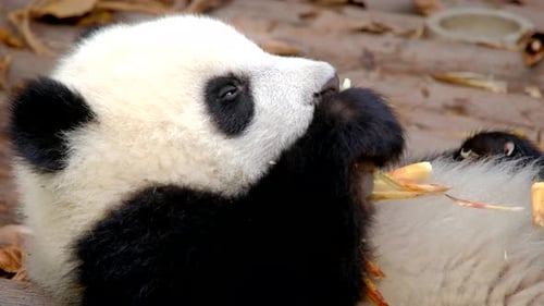 Adorable Baby Panda Eating Bamboo Close Up