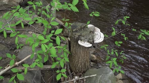 Ein Kunstpilz auf einem abgeschnittenen Baumstamm am Rande eines kleinen Flusses